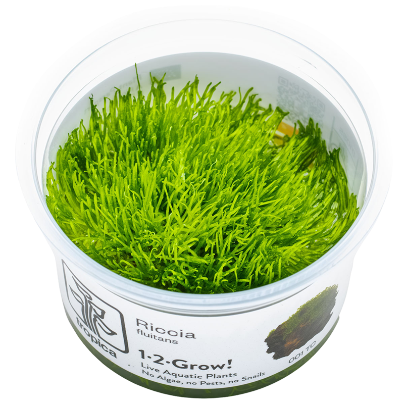 Tropica Riccia fluitans 1-2-Grow Tissue Culture for planted aquarium