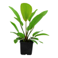 Tropica Echinodorus 'Rosé' XL Aquarium Plant for planted aquarium