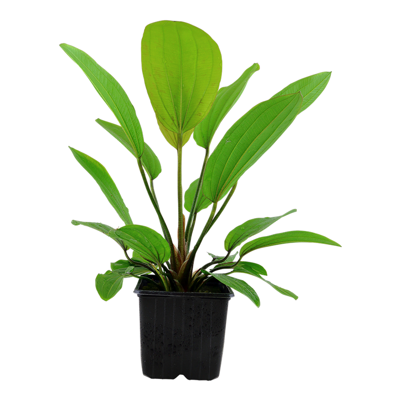 Tropica Echinodorus 'Rosé' XL Aquarium Plant for planted aquarium