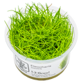 Tropica Eleocharis acicularis 1-2-Grow Tissue Culture for planted aquarium