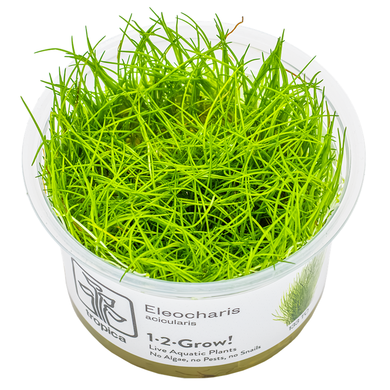 Tropica Eleocharis acicularis 1-2-Grow Tissue Culture for planted aquarium