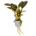 Tropica Lagenandra meeboldii 'Red' Aquarium Plant Clip for planted aquarium