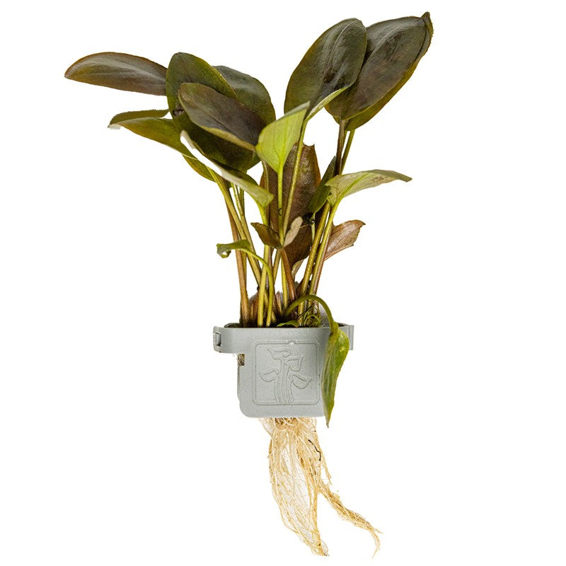 Tropica Lagenandra meeboldii 'Red' Aquarium Plant Clip for planted aquarium