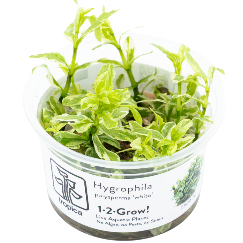 Tropica Hygrophila polysperma 'White' 1-2-Grow Tissue Culture for planted aquarium