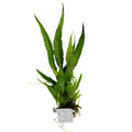 Tropica Microsorum pteropus Aquarium Plant Clip for planted aquarium