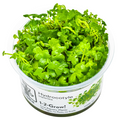 Tropica Hydrocotyle tripartita 1-2-Grow Tissue Culture for planted aquarium