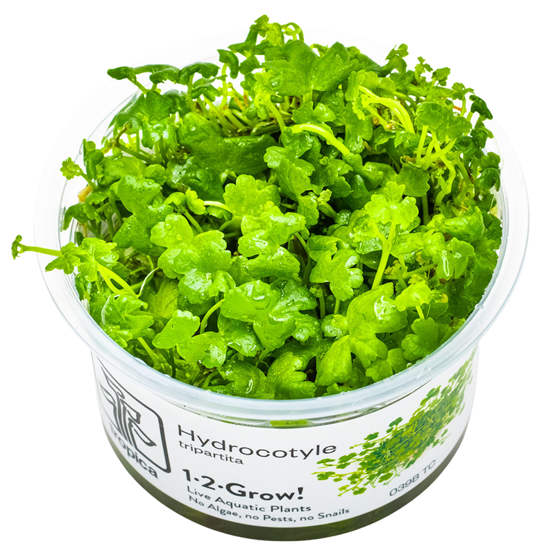 Tropica Hydrocotyle tripartita 1-2-Grow Tissue Culture for planted aquarium