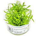 Tropica Cryptocoryne parva 1-2-Grow Tissue Culture for planted aquarium
