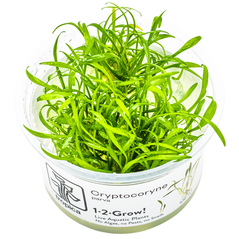 Tropica Cryptocoryne parva 1-2-Grow Tissue Culture for planted aquarium