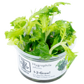 Tropica Hygrophila difformis 1-2-Grow Tissue Culture for planted aquarium