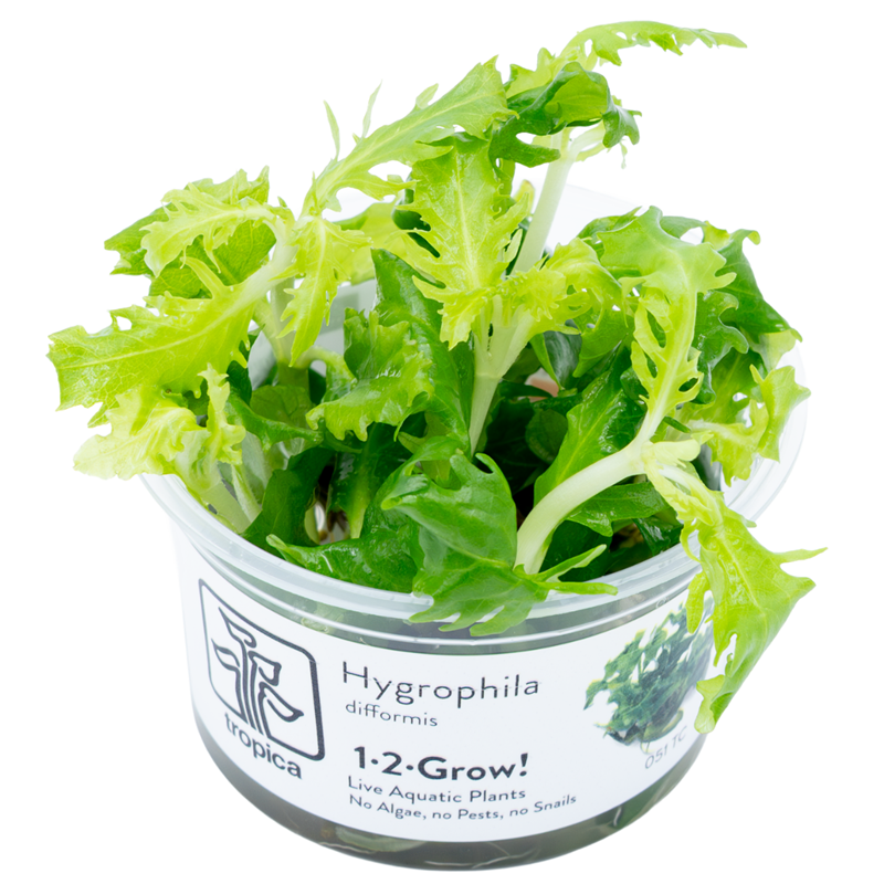 Tropica Hygrophila difformis 1-2-Grow Tissue Culture for planted aquarium