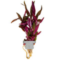 Tropica Alternanthera reineckii 'Pink' Aquarium Plant Clip for planted aquarium