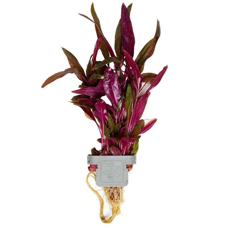 Tropica Alternanthera reineckii 'Pink' Aquarium Plant Clip for planted aquarium