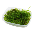 Tropica Taxiphyllum barbieri 'Bogor Moss' Aquarium Moss Portion for planted aquarium