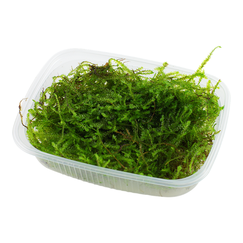 Tropica Taxiphyllum barbieri 'Bogor Moss' Aquarium Moss Portion for planted aquarium