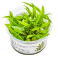 Tropica Cryptocoryne wendtii 'Green' 1-2-Grow Tissue Culture for planted aquarium