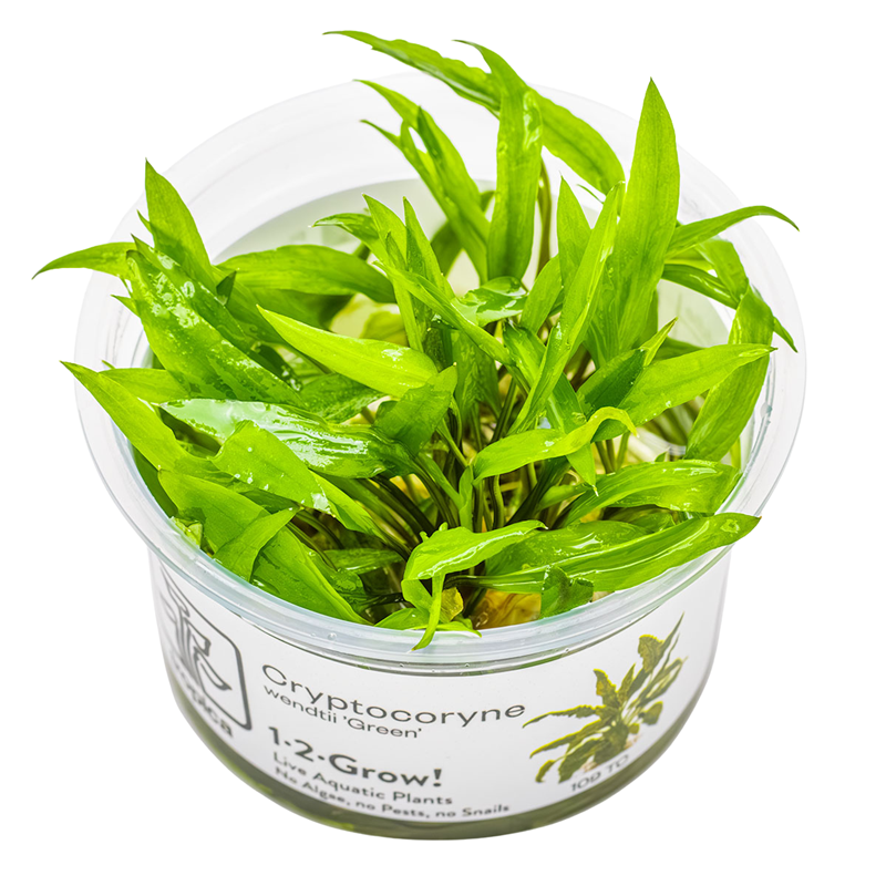 Tropica Cryptocoryne wendtii 'Green' 1-2-Grow Tissue Culture for planted aquarium