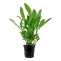 Tropica Hygrophila costata Potted Aquarium Plant for planted aquarium