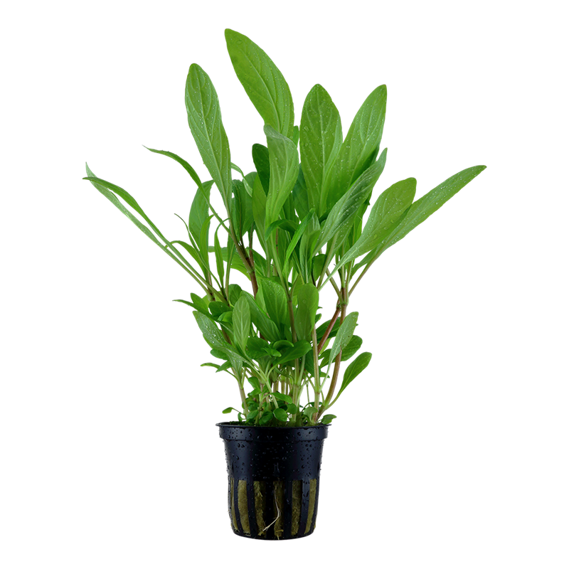 Tropica Hygrophila costata Potted Aquarium Plant for planted aquarium