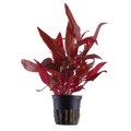 Tropica Alternanthera reineckii 'Rosanervig' Potted Aquarium Plant for planted aquarium