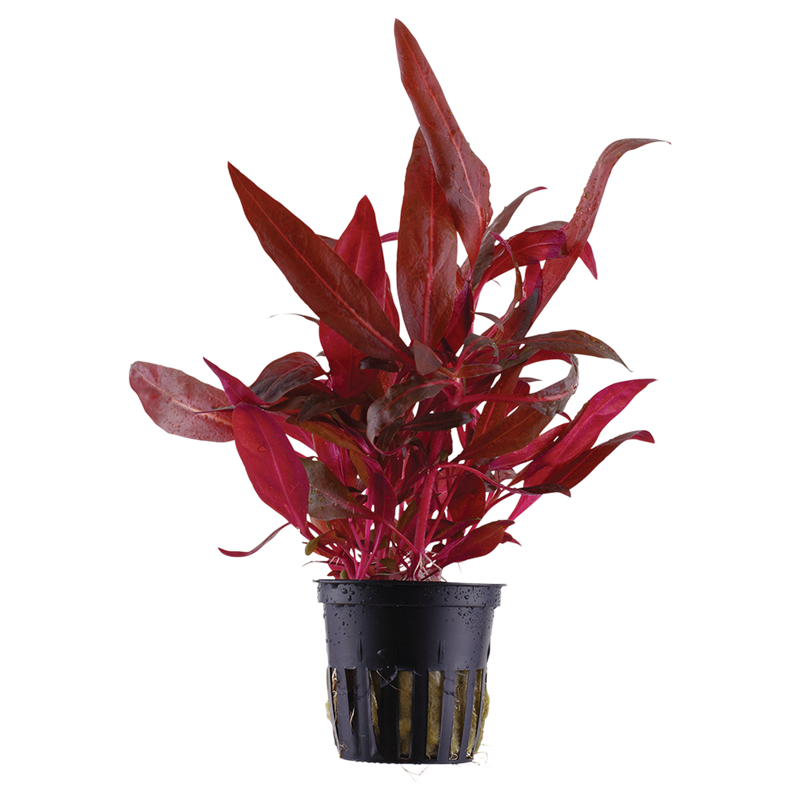 Tropica Alternanthera reineckii 'Rosanervig' Potted Aquarium Plant for planted aquarium