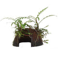 Tropica Hygrophila pinnatifida Aquarium Plant on Coconut Shell for planted aquarium