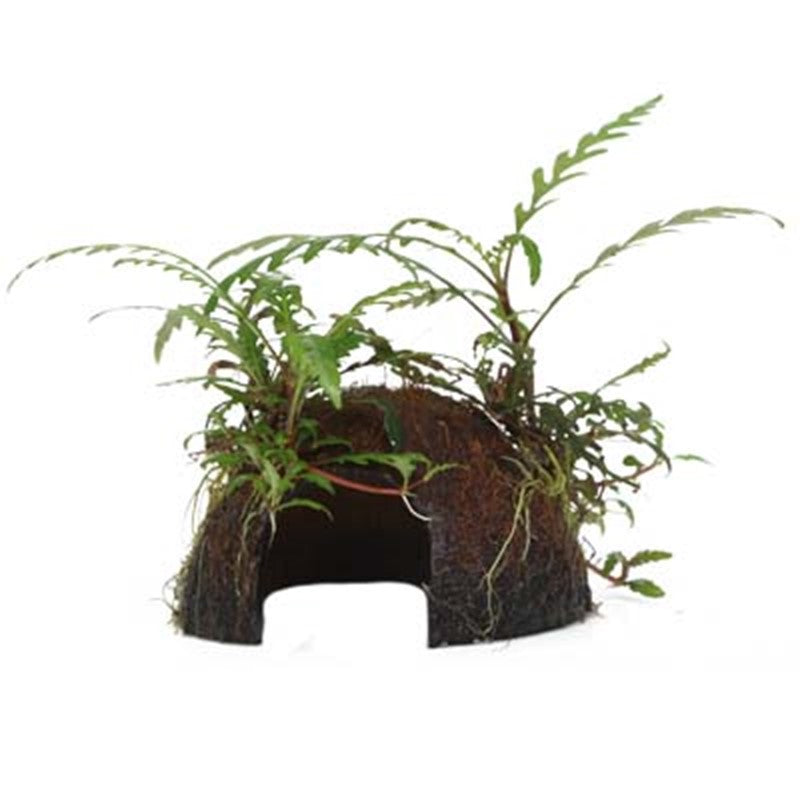 Tropica Hygrophila pinnatifida Aquarium Plant on Coconut Shell for planted aquarium