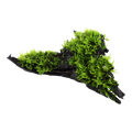 Tropica Vesicularia montagnei 'Christmas Moss' Aquarium Plant on Wood for planted aquarium