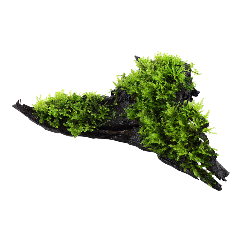 Tropica Vesicularia montagnei 'Christmas Moss' Aquarium Plant on Wood for planted aquarium