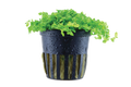 Tropica Micranthemum tweediei 'Monte Carlo' Potted Aquarium Plant for planted aquarium