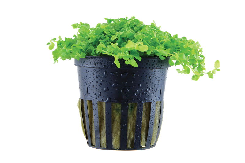 Tropica Micranthemum tweediei 'Monte Carlo' Potted Aquarium Plant for planted aquarium