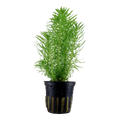 Tropica Pogostemon deccanensis Potted Aquarium Plant for planted aquarium