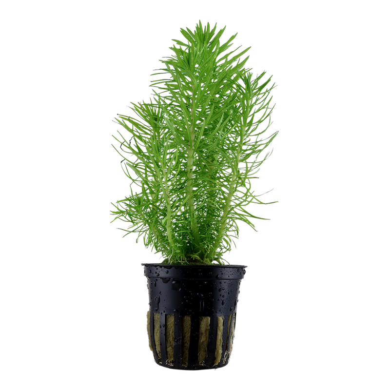 Tropica Pogostemon deccanensis Potted Aquarium Plant for planted aquarium