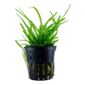 Tropica Sagittaria subulata Potted Aquarium Plant for planted aquarium