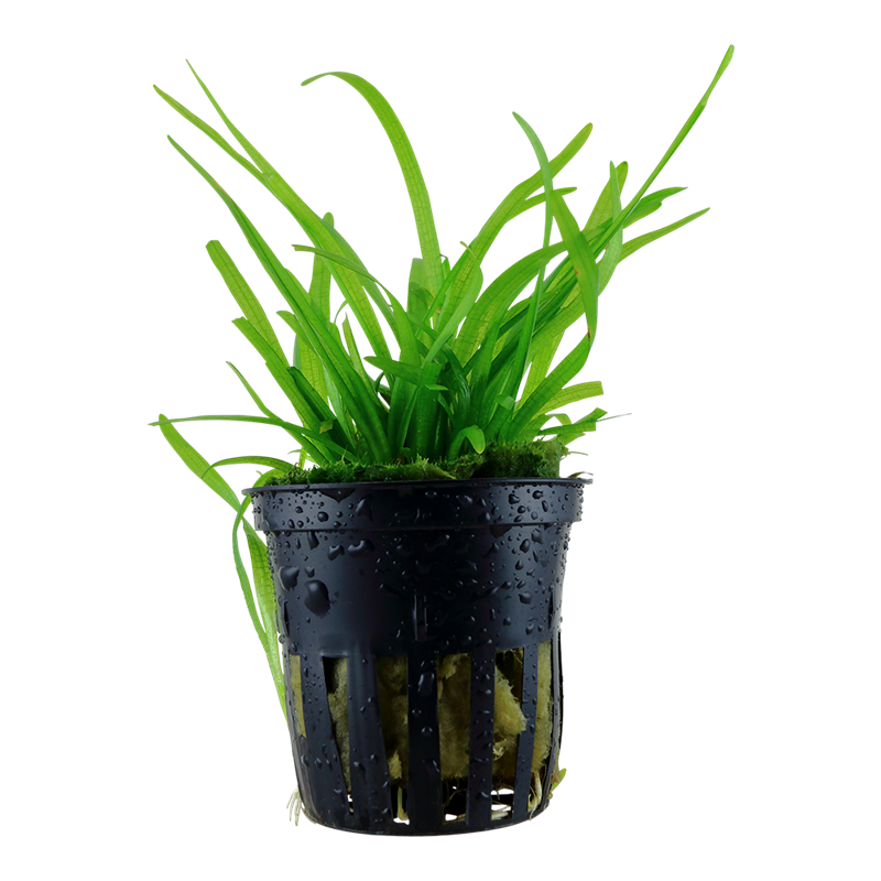 Tropica Sagittaria subulata Potted Aquarium Plant for planted aquarium