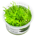 Tropica Vesicularia montagnei 'Christmas Moss' 1-2-Grow Tissue Culture for planted aquarium