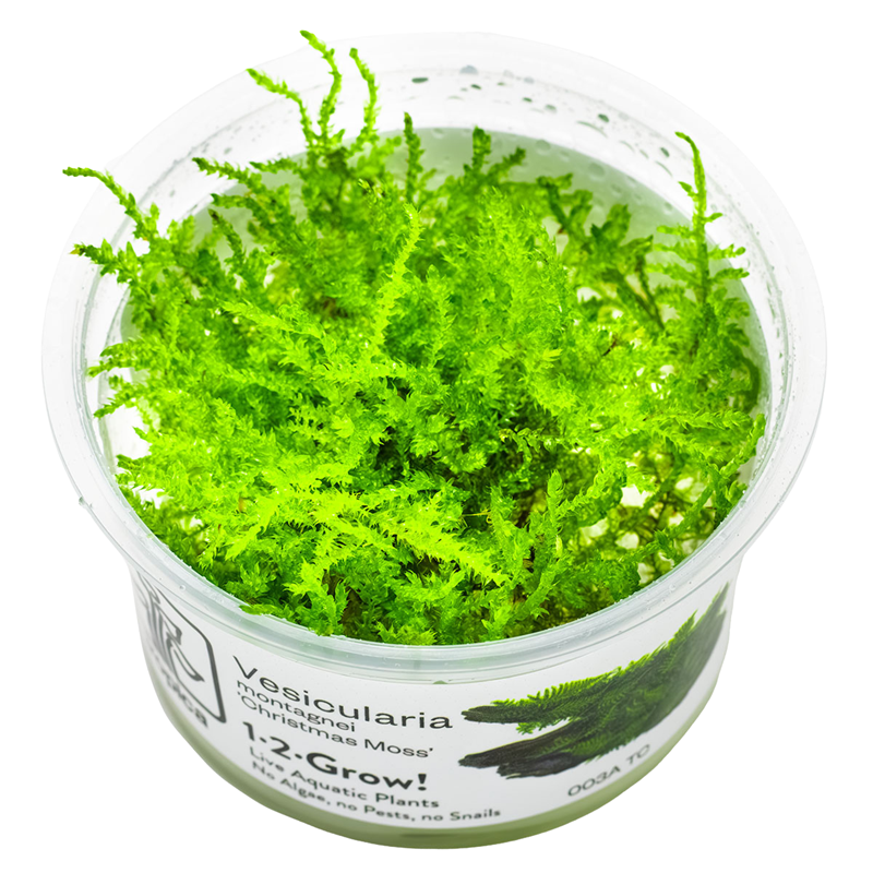 Tropica Vesicularia montagnei 'Christmas Moss' 1-2-Grow Tissue Culture for planted aquarium