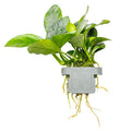 Tropica Anubias barteri nana Aquarium Plant Clip for planted aquarium