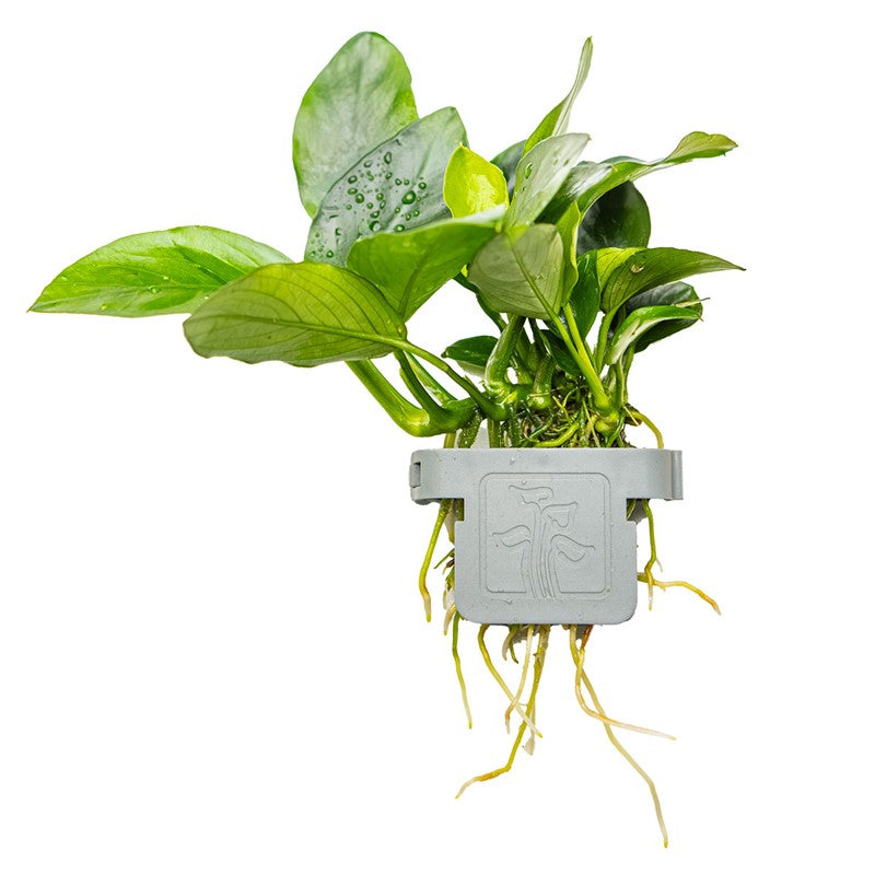 Tropica Anubias barteri nana Aquarium Plant Clip for planted aquarium