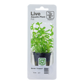 Tropica Bacopa monnieri 'Compact' Potted Aquarium Plant for planted aquarium