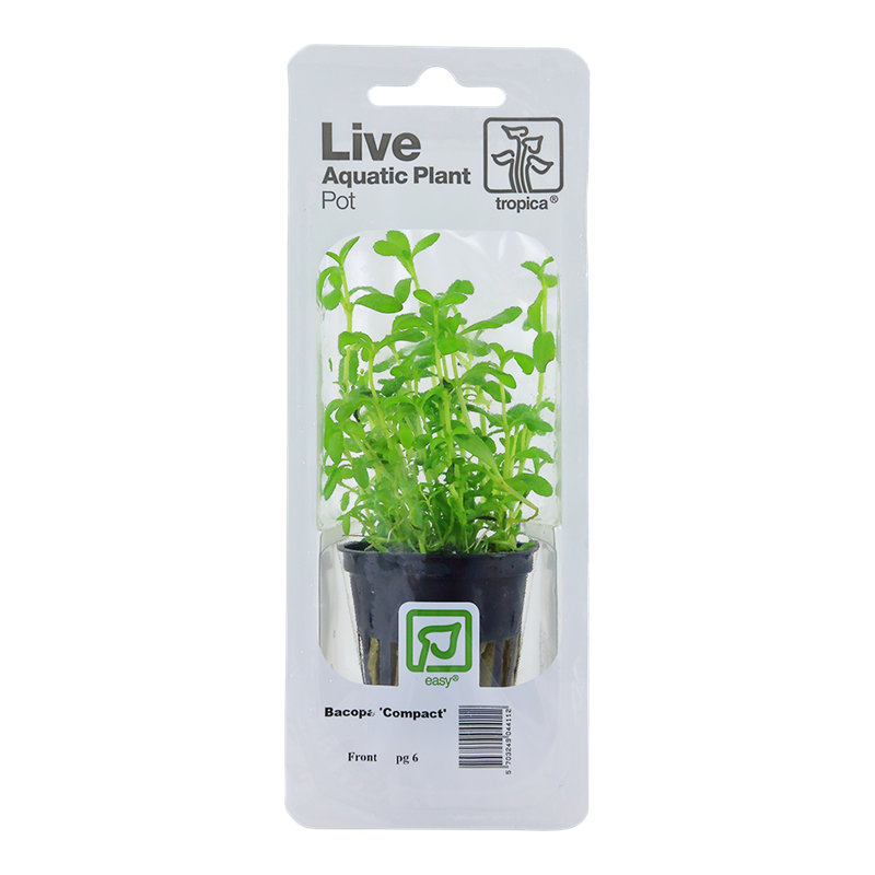 Tropica Bacopa monnieri 'Compact' Potted Aquarium Plant for planted aquarium