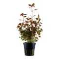 Tropica Ludwigia palustris 'Super Red' Potted Aquarium Plant for planted aquarium
