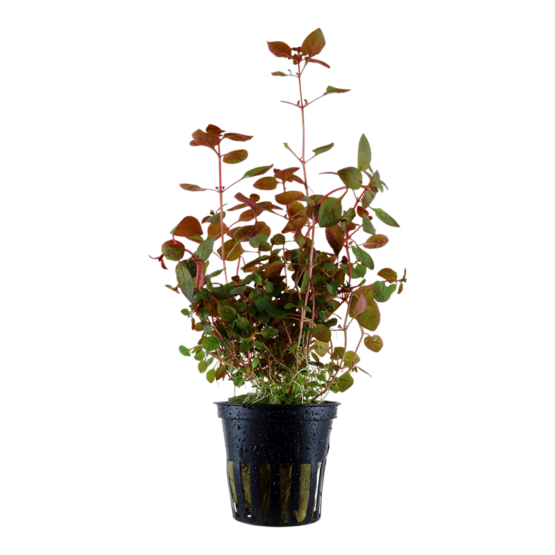 Tropica Ludwigia palustris 'Super Red' Potted Aquarium Plant for planted aquarium