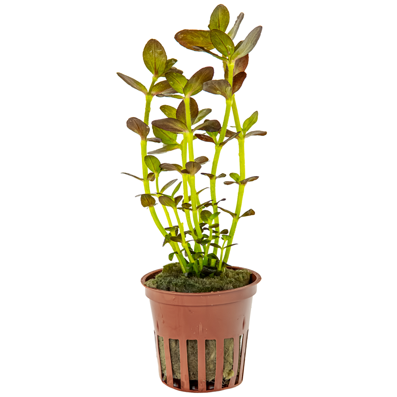 Tropica Bacopa salzmannii 'Purple' Potted Aquarium Plant for planted aquarium