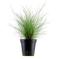 Tropica Eleocharis parvula Potted Aquarium Plant for planted aquarium