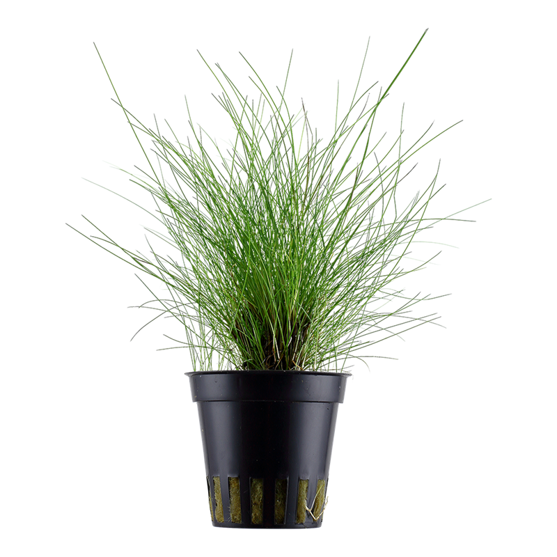 Tropica Eleocharis parvula Potted Aquarium Plant for planted aquarium