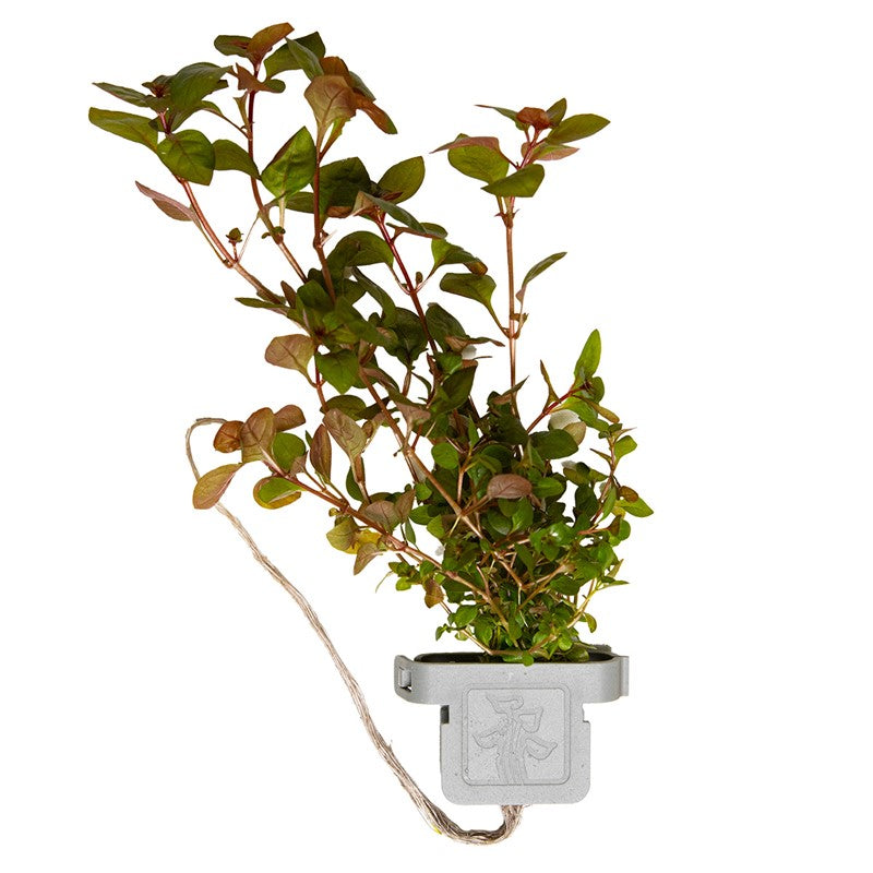Tropica Ludwigia palustris 'Super Red' Aquarium Plant Clip for planted aquarium