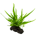 Tropica Microsorum pteropus nano wood Aquarium Plant on Wood for planted aquarium