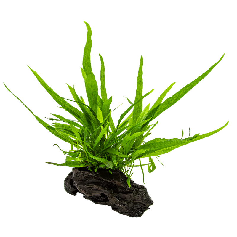 Tropica Microsorum pteropus nano wood Aquarium Plant on Wood for planted aquarium
