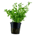 Tropica Bacopa monnieri 'Compact' Potted Aquarium Plant for planted aquarium
